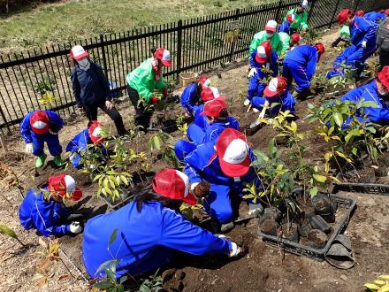 植樹指導の模様